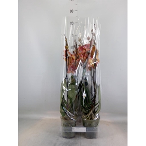 Phalaenopsis  'Ant Toulon'