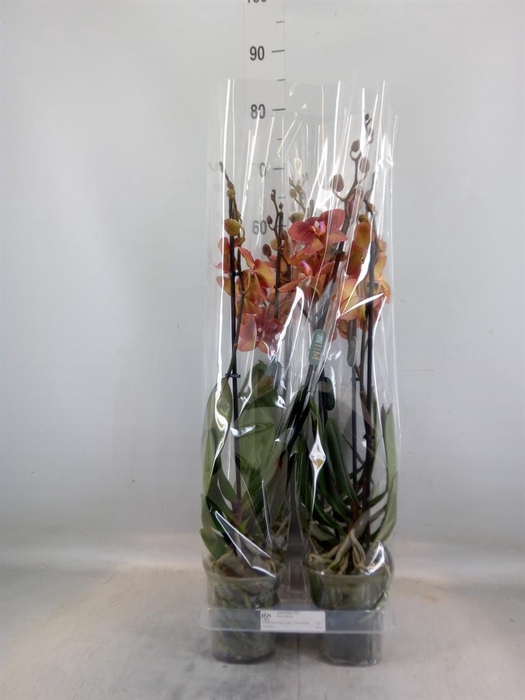 <h4>Phalaenopsis  'Ant Toulon'</h4>