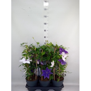 Clematis  'Garland'   ...mix