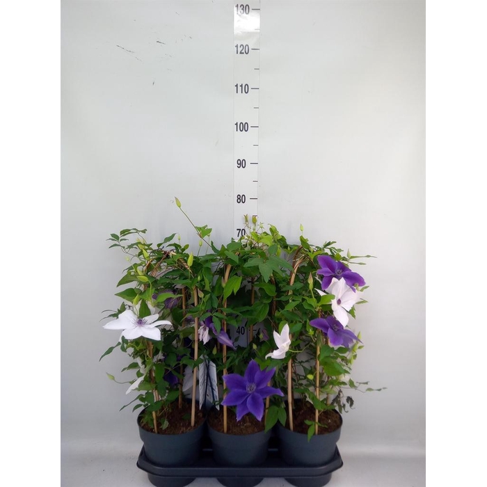 <h4>Clematis  'Garland'   ...mix</h4>