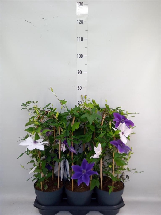 <h4>Clematis  'Garland'   ...mix</h4>