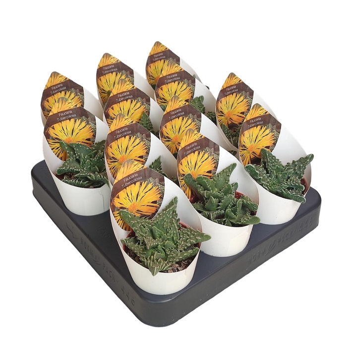 <h4>Faucaria Tuberculosa Potcover</h4>