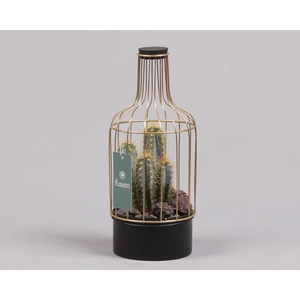 Green Bottle metaal met cactus