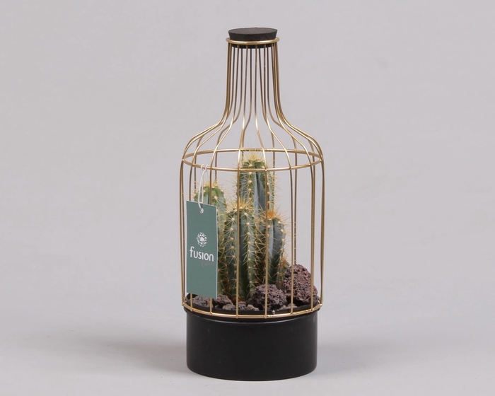 <h4>Green Bottle metaal met cactus</h4>
