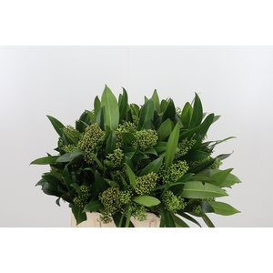 Skimmia Kew Green