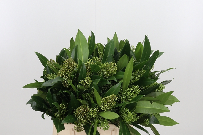 <h4>Skimmia Kew Green</h4>