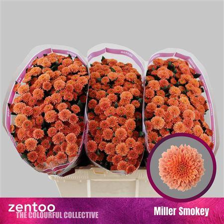 <h4>Chr S Miller Smokey</h4>