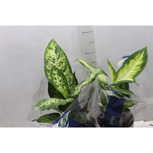 DIEFFENBACHIA VARIADO P17