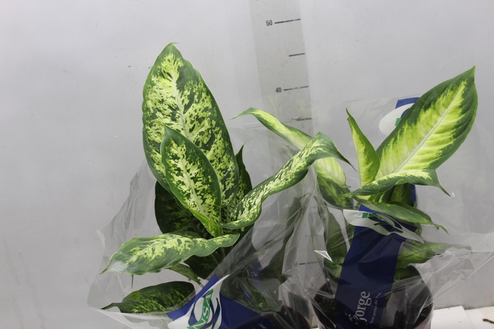 <h4>DIEFFENBACHIA VARIADO P17</h4>