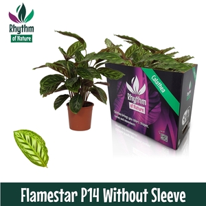 Calathea 14cm Flamestar Rhythm of Nature zonder hoes