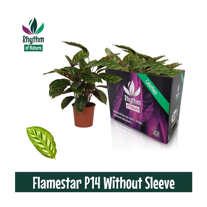 <h4>Calathea 14cm Flamestar Rhythm of Nature zonder hoes</h4>