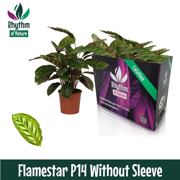 <h4>Calathea 14cm Flamestar Rhythm of Nature zonder hoes</h4>