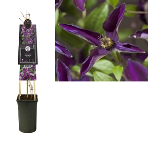 Clematis Noora PBR +3.0 label