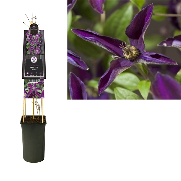 <h4>Clematis Noora PBR +3.0 label</h4>