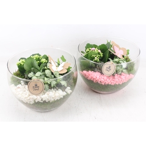 arr2 PL - Glas Henrik - roze/wit