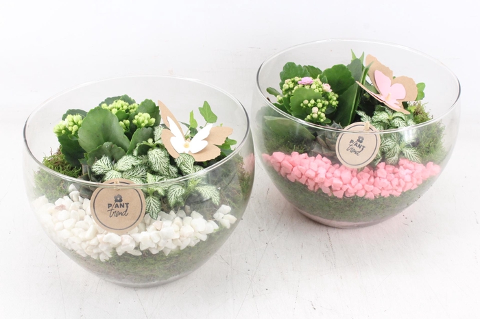 <h4>arr2 PL - Glas Henrik - roze/wit</h4>