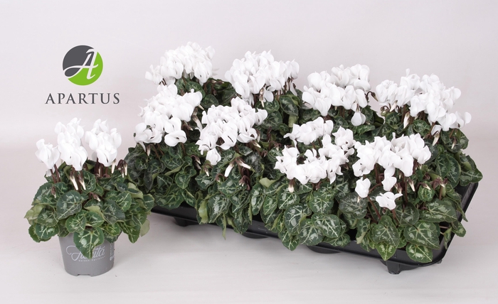 <h4>CYCL KL SUP CARINO</h4>