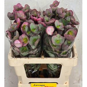 HELL FRK DOROTH DAWN