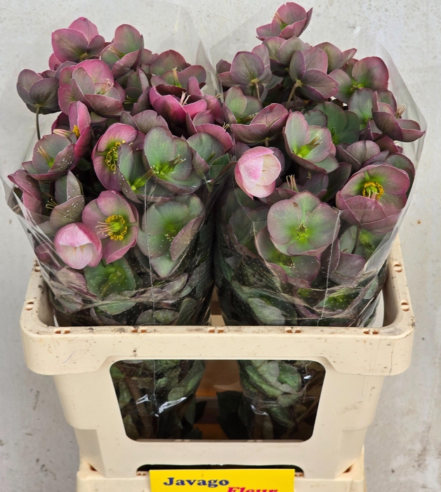 <h4>HELL FRK DOROTH DAWN</h4>