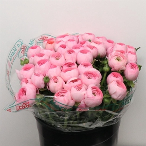 Ran Su Sr Flamingo Pink Super