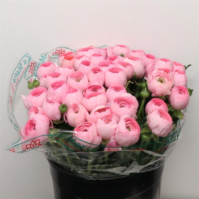 <h4>Ran Su Sr Flamingo Pink Super</h4>