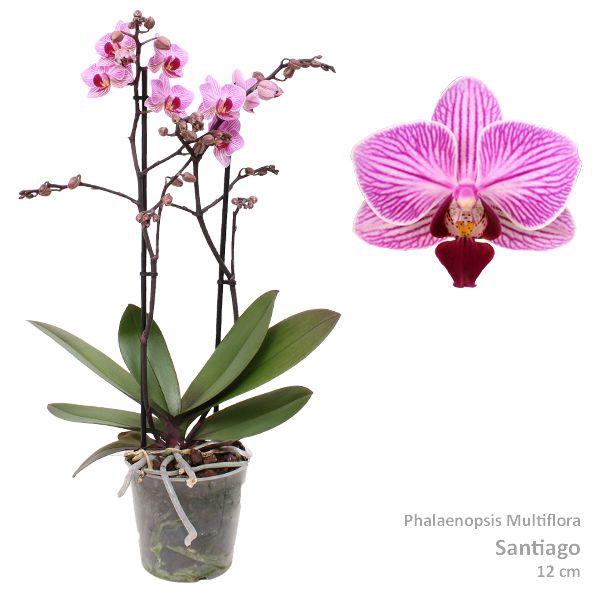 <h4>Phal. Multiflora "Santiago" 2-tak</h4>