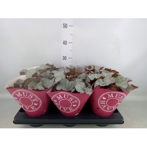 Begonia BD 'Hawaiian Silver'
