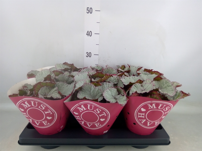 <h4>Begonia BD 'Hawaiian Silver'</h4>