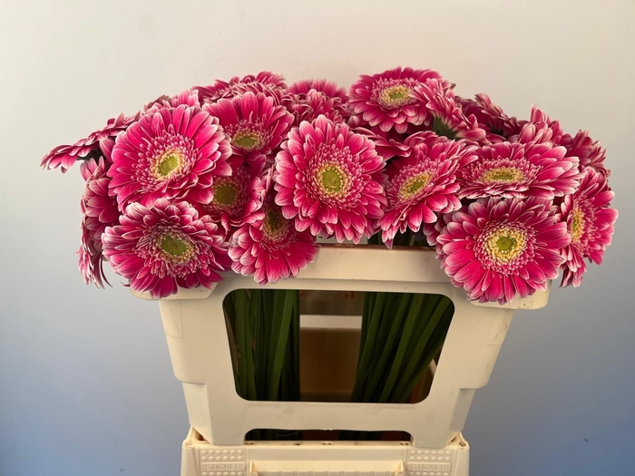 <h4>GE MI WONDERWALL</h4>