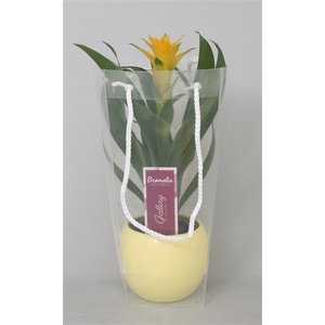 Guzmania Desire in gele bolpot in blanco draagtas