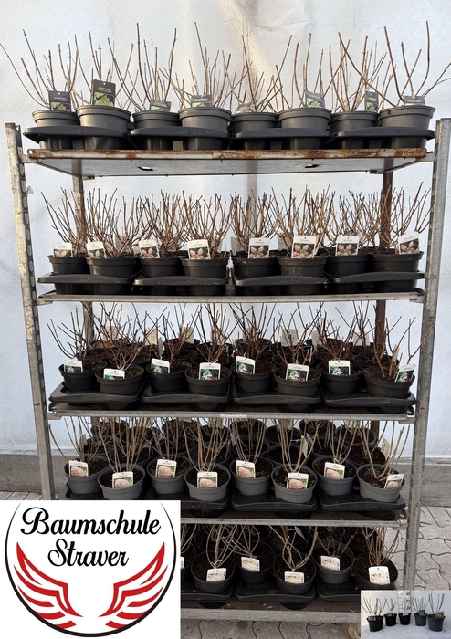 Hydr Paniculata Pink Diamond