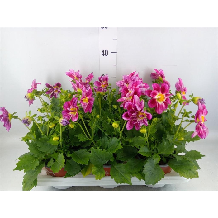 <h4>Dahlia  'Summerbees Purple Bicolor'</h4>