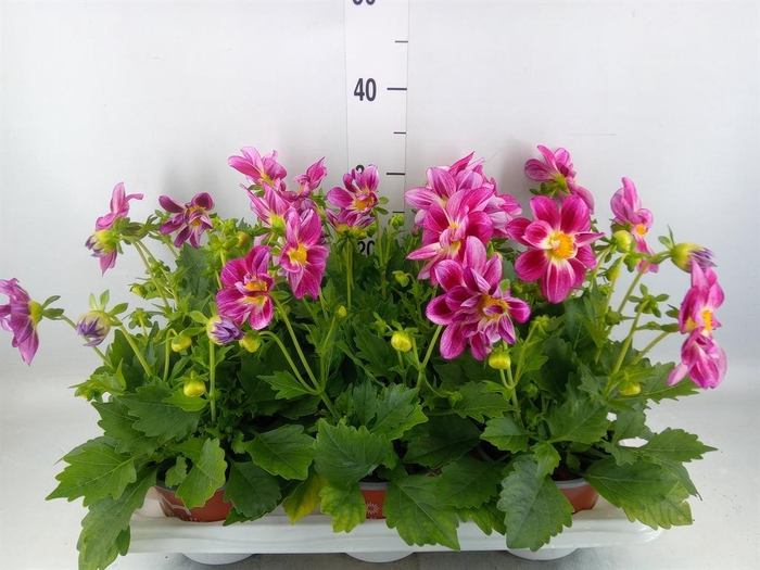 Dahlia  'Summerbees Purple Bicolor'