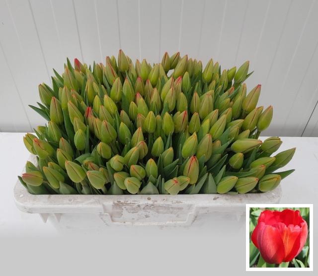 <h4>TU EN PARADE ROOD</h4>