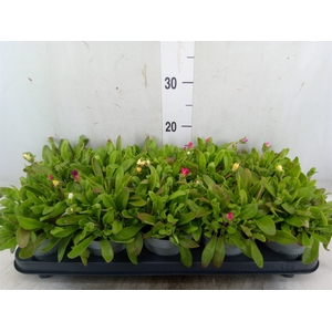 Dorotheanthus bellidiformis