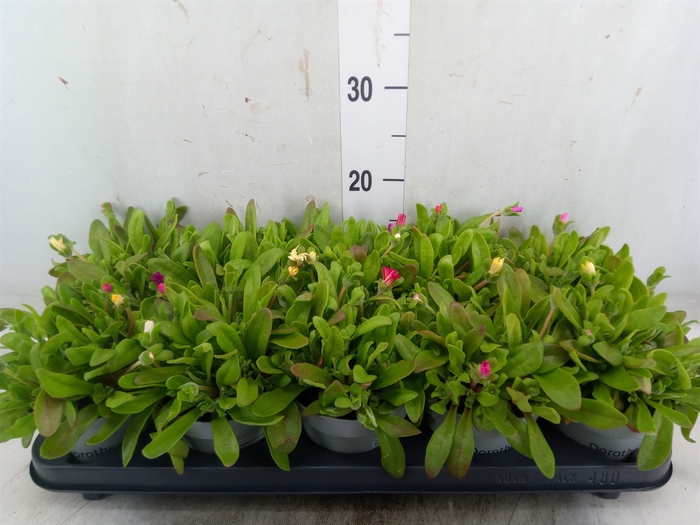 <h4>Dorotheanthus bellidiformis</h4>