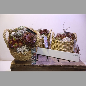 Arr Semp In Rattan Mand