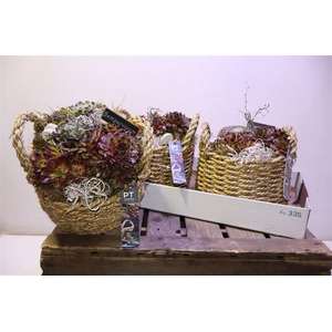 arr8 Arr Sempervivum