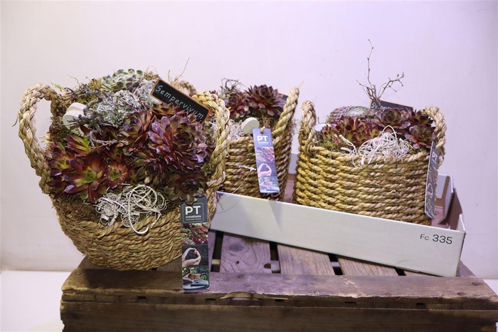 <h4>Arr Sempervivum</h4>