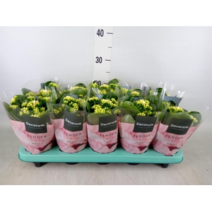 Kalanchoe blos. 'Serenity Silk'