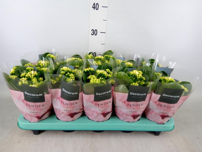 <h4>Kalanchoe blos. 'Serenity Silk'</h4>