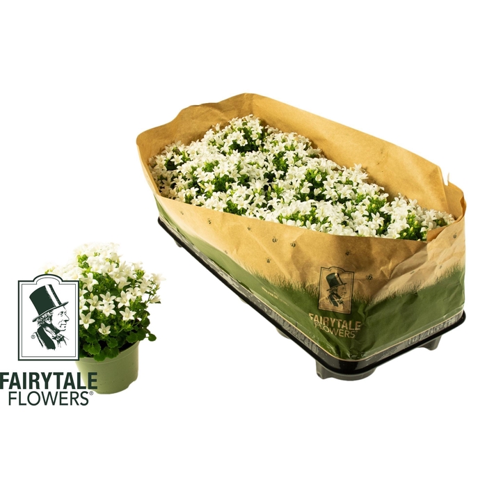 <h4>CAMP POR WHI GET MEE</h4>