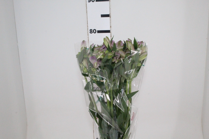 <h4>ALSTROEMERIA PLATINA 080 CM</h4>