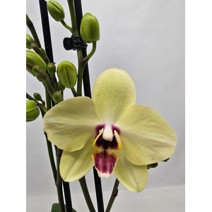 PHAL OV