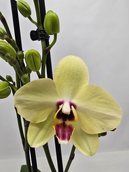 PHAL OV
