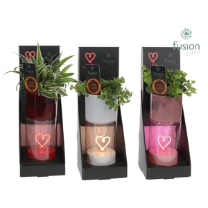 LEDhartlicht planter met Groenen planten