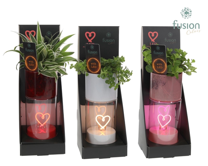 <h4>LEDhartlicht planter met Groenen planten</h4>