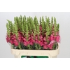 Antirrhinum Potomac Rose