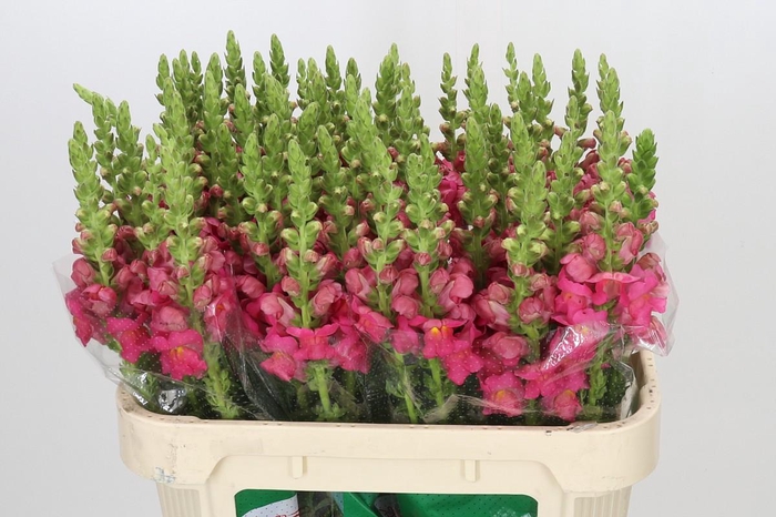 <h4>Antirrhinum Potomac Rose</h4>