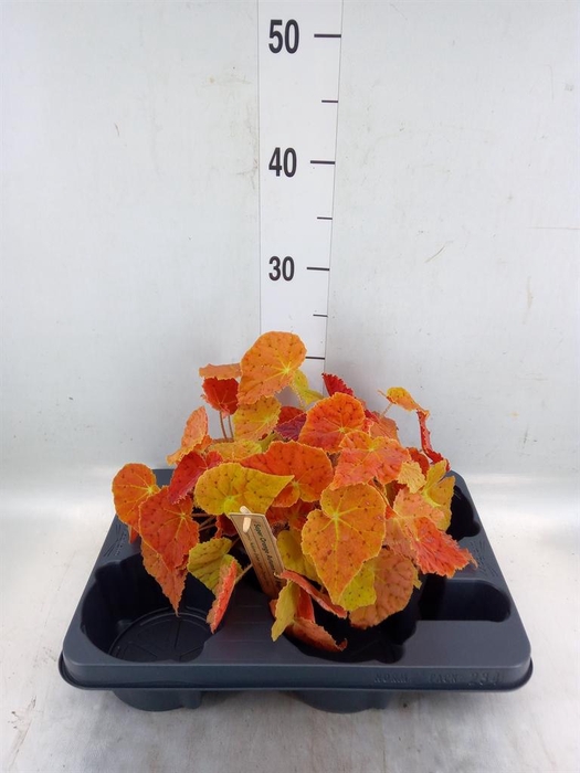 <h4>Begonia BD   ...</h4>